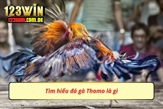 Tìm hiểu về bộ môn đá gà đang được yêu thích