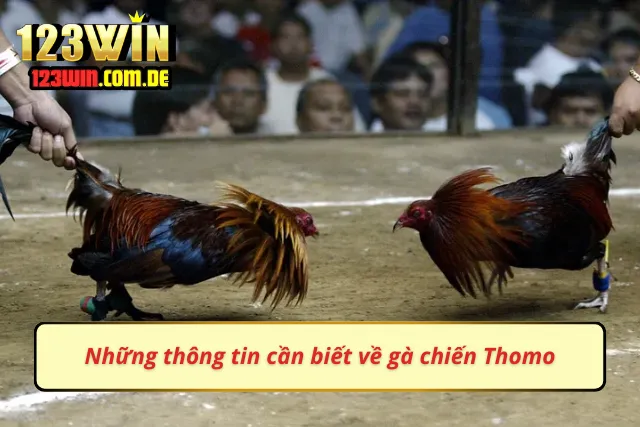 Thông tin cần nằm lòng khi chọn Thomo đổi vận