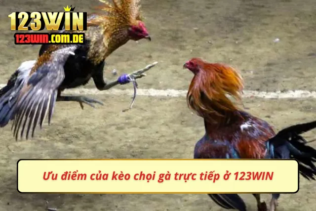 Chơi đá gà ở 123WIN nhận lại vô vàng ưu điểm lớn